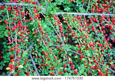 Cotoneaster Horizontalis Plant