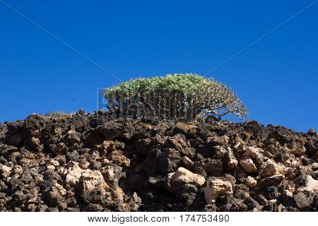 Arid territory of Lobos island, Canary, Spain. Euphorbia balsamifera plant. Tabaiba dulce. Lanzarote symbol