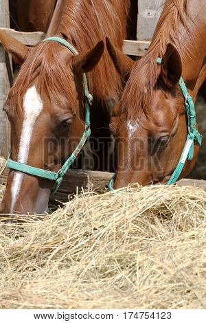 Thorougbred young horses chewing hay on the ranch