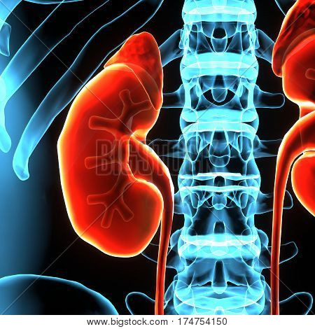 3D illustration of Human Body Organs (Kidneys with Urinary Bladder)