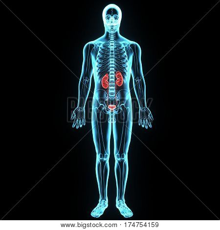 3D illustration of Human Body Organs (Kidneys with Urinary Bladder)