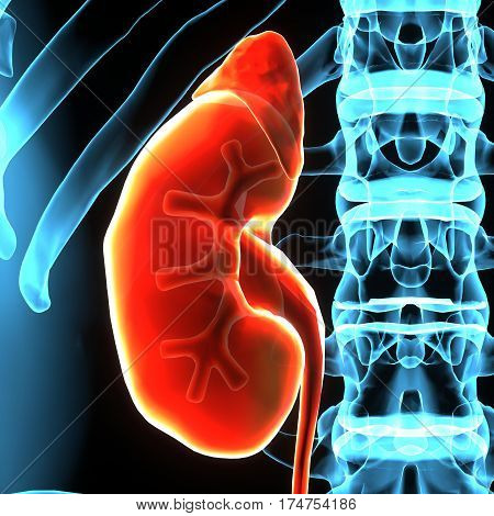 3D illustration of Human Body Organs (Kidneys with Urinary Bladder)