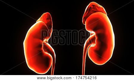 3D illustration of Human Body Organs (Kidneys with Urinary Bladder)