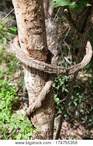 Vine liana tie up around tree horizontal background