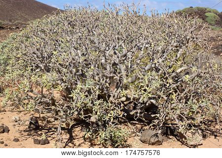 Arid territory of Lobos island, Canary, Spain. Euphorbia balsamifera plant. Tabaiba dulce. Lanzarote symbol