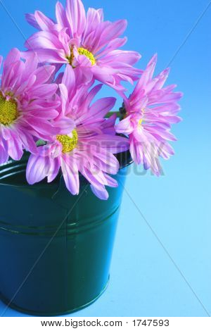 Flores