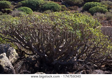Arid territory of Lobos island, Canary, Spain. Euphorbia balsamifera plant. Tabaiba dulce. Lanzarote symbol