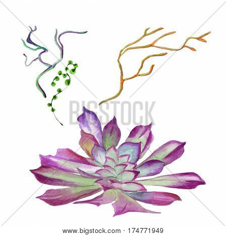 Wildflower succulentus flower in a watercolor style isolated. Full name of the plant: succulentus. Aquarelle wild flower for background, texture, wrapper pattern, frame or border.