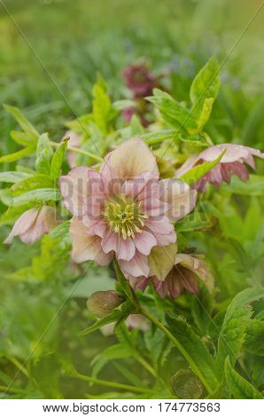 Pink Hellebore or lenten rose. Helleborus double ellen bloom