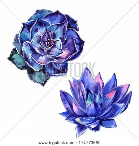 Wildflower succulentus flower in a watercolor style isolated. Full name of the plant: succulentus. Aquarelle wild flower for background, texture, wrapper pattern, frame or border.