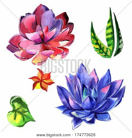 Wildflower succulentus flower in a watercolor style isolated. Full name of the plant: succulentus. Aquarelle wild flower for background, texture, wrapper pattern, frame or border.