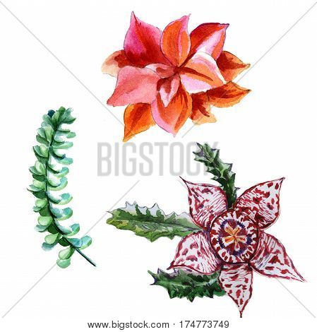 Wildflower succulentus flower in a watercolor style isolated. Full name of the plant: succulentus. Aquarelle wild flower for background, texture, wrapper pattern, frame or border.