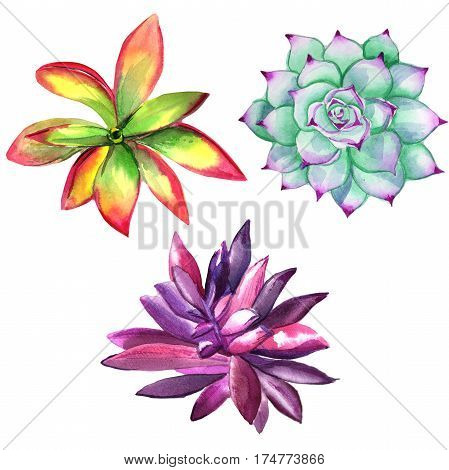 Wildflower succulentus flower in a watercolor style isolated. Full name of the plant: succulentus. Aquarelle wild flower for background, texture, wrapper pattern, frame or border.