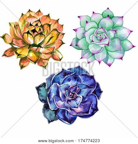 Wildflower succulentus flower in a watercolor style isolated. Full name of the plant: succulentus. Aquarelle wild flower for background, texture, wrapper pattern, frame or border.