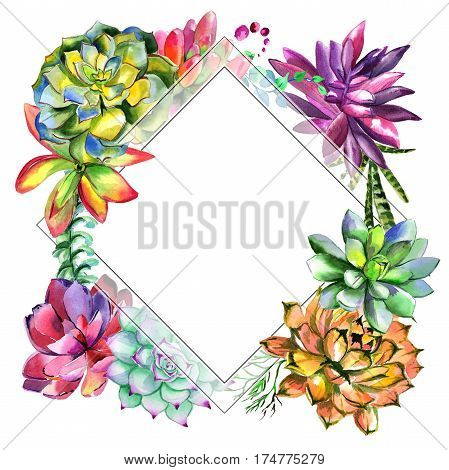 Wildflower succulentus flower frame in a watercolor style isolated. Full name of the plant: succulentus. Aquarelle wild flower for background, texture, wrapper pattern, frame or border.