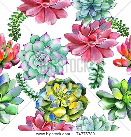 Wildflower succulentus flower pattern in a watercolor style isolated. Full name of the plant: succulentus. Aquarelle wild flower for background, texture, wrapper pattern, frame or border.