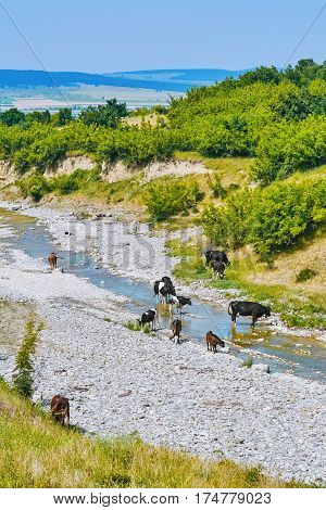 Herd of Cows at the Watering Place