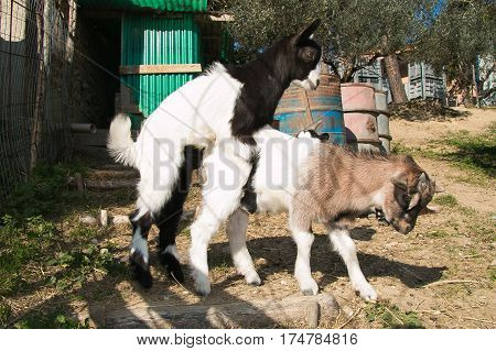 Funny animals: two baby goats in love