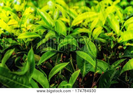 Tea leaves.Plantation in the beams of sunlight.Green leaf on bright and light green color blur background.Leaves tea at a plantation.