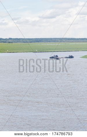 Bulls Swimming In Lake On A Farm In Lagoa Do Peixe National Park