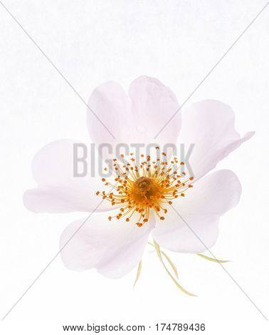 wild rose