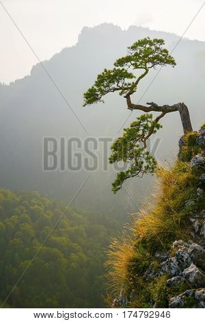Famous Curved Pine Tree On The Top Of Sokolica Peak In Pieniny, Poland