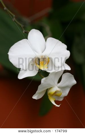 Bílé orchideje