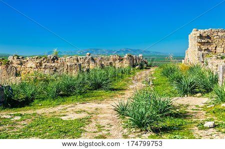 Ruins of Volubilis, a Berber and Roman city in Morocco. UNESCO world heritage site