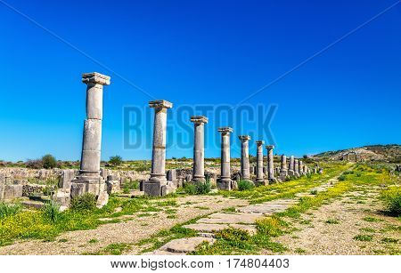 Ruins of Volubilis, a Berber and Roman city in Morocco. UNESCO world heritage site