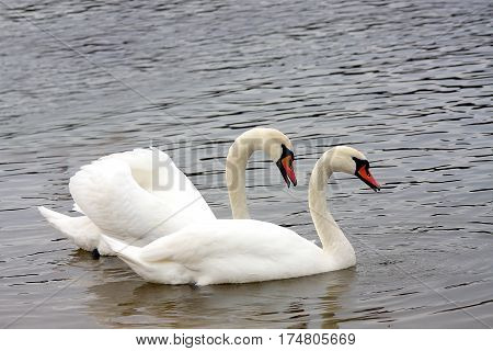 The white swan has fluffed up wings looking after the darling