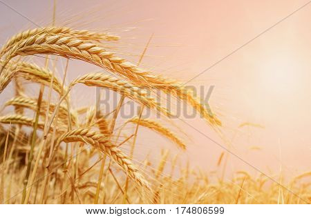 Wheat field in the sun. Golden wheat ears close-up. A fresh crop of rye. The idea of a rich harvest concept. Rural landscape under shining sunlight. for the design. Soft lighting effects.