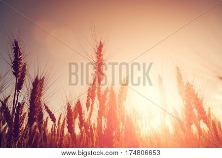 backdrop of golden ears on the wheat field on the sunset. Copy space of the setting sun rays on horizon. majestic sunrise. soft light effect. a rich harvest