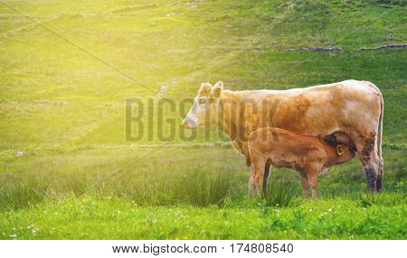 beautiful irish rural countyside photograph with cows in a green field.