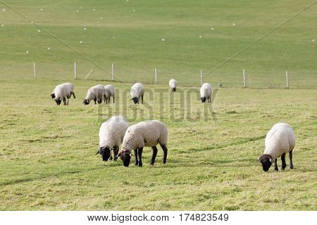 Flock of sheep eating grass in the pasture