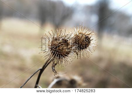 rotten Thistle flower close up, spring the background