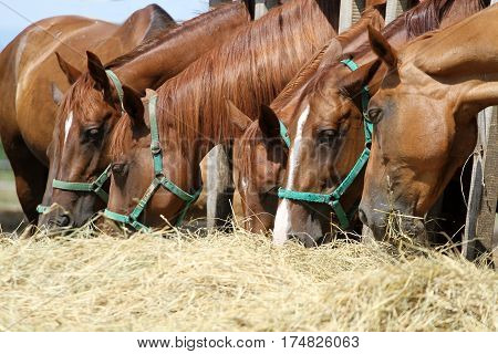 Thorougbred young horses chewing hay on the ranch. Herd of horses chewing fresh hay on ranch summertime