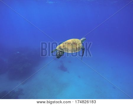 Sea turtle swimming in blue water. Green turtle in wild nature. Sea tortoise diving in blue seawater. Oceanic animal photo for card or banner. Snorkeling with tortoise. Exotic seashore animal species