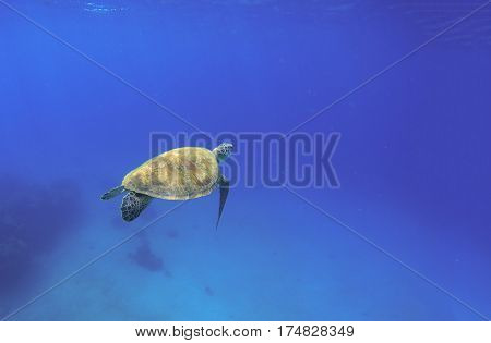 Tortoise swimming in oceanic water. Green turtle in wild nature. Sea tortoise diving in blue seawater. Oceanic animal photo for card or banner. Snorkeling with tortoise. Tropical seashore ecosystem