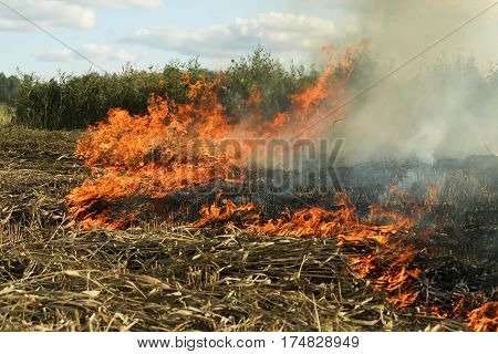 A spring fire. Burning grass. Field Smoke Background