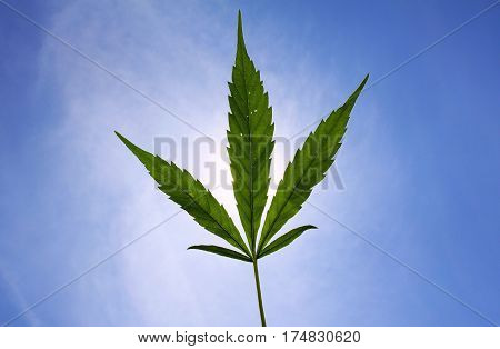 Cannabis leaf with sky and sunny light background