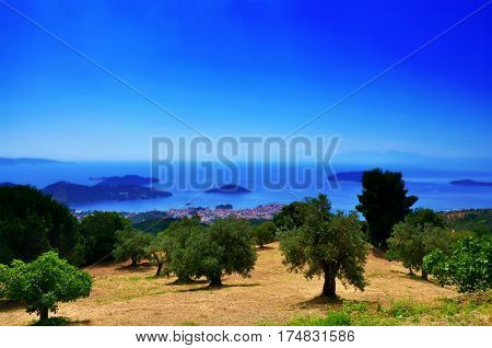 Olive trees view with seaside and ocean and sky on horizont Skiathos landscape Greece