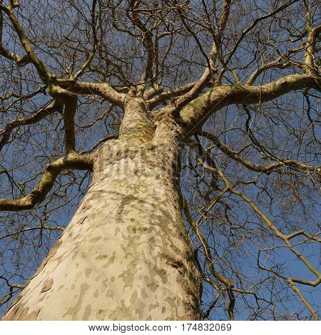 Looking up at a large london plane tree (platanus acerifolia) with blue sky in background