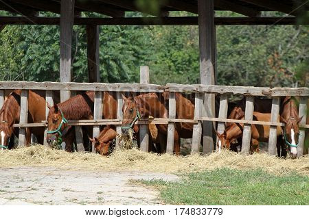 Thorougbred young horses chewing hay on the ranch