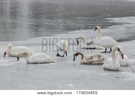 Mute swans, Cygnus olor, on frozen river Tisa near Becej in cloudy winter day. Icebound swans