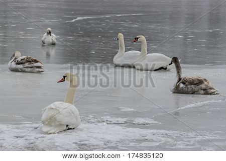 Mute swans, Cygnus olor, on frozen river Tisa near Becej in cloudy winter day. Icebound swans