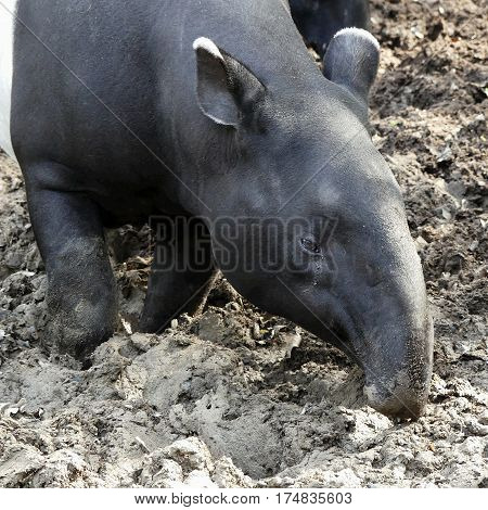 malayan tapir looking for food in wet soil