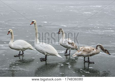 Mute swans, Cygnus olor, on frozen river Tisa near Becej in cloudy winter day. Icebound swans