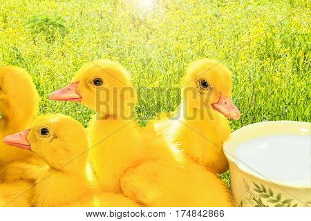 Little yellow fluffy ducklings on the green spring meadow backlight