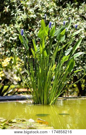 A view of Pickerelweed Latin name Pontederia cordata