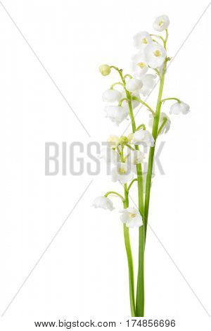 Three sprigs of Lily of the Valley isolated on white background. 